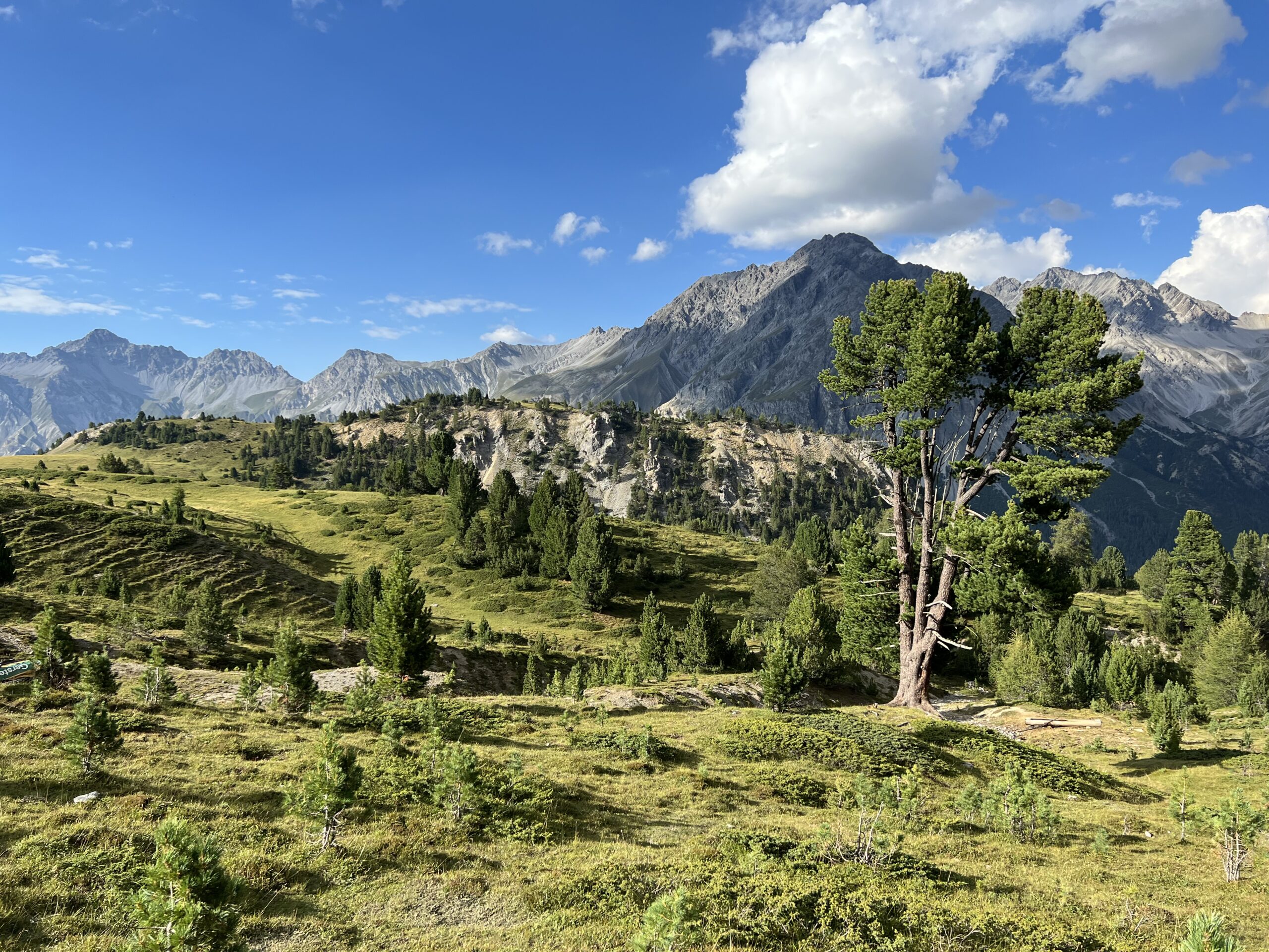 Schützenswerte Lebensräume der Pilze des Schweizerischen Nationalparks